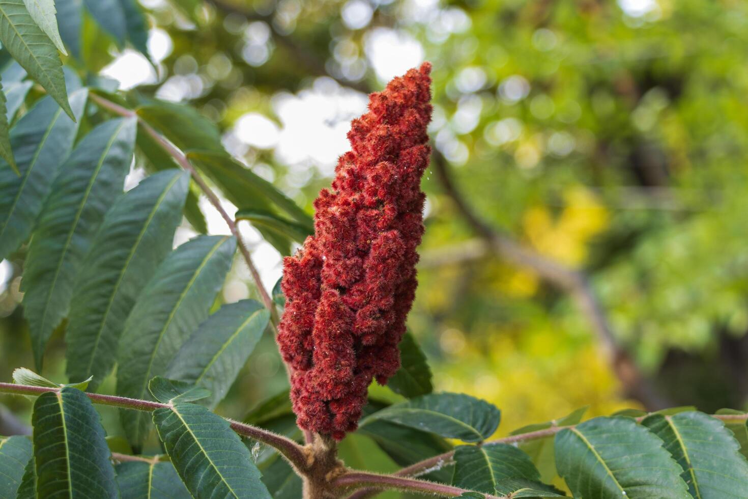 Close up photo of a sumac flower with green leaves in the background