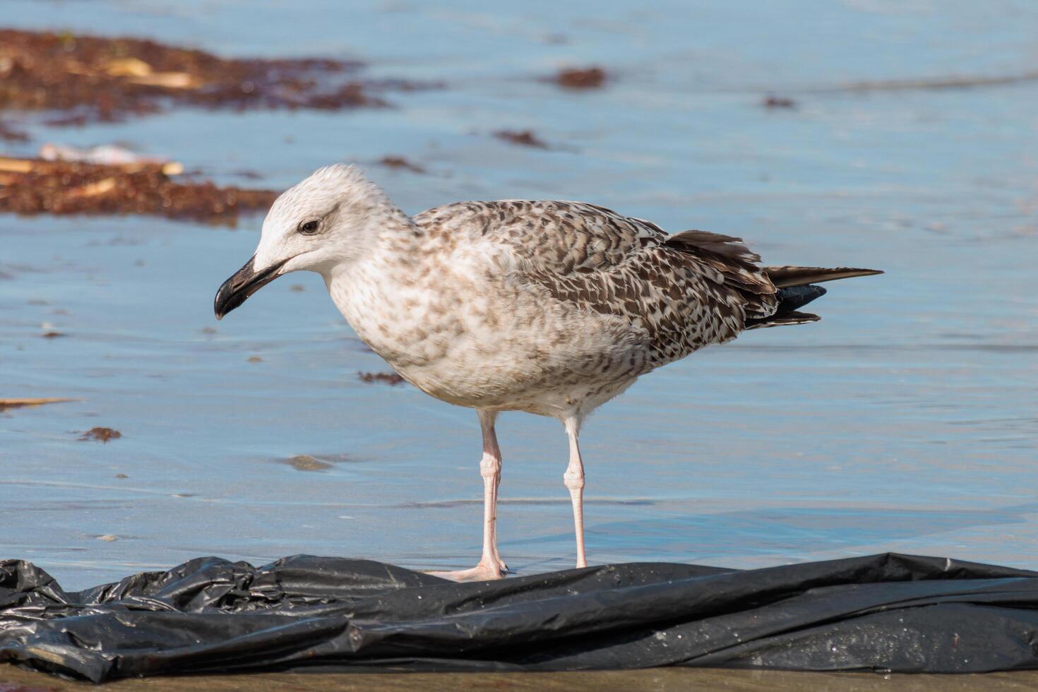 A bird standing on a beach next to a trash bag photo