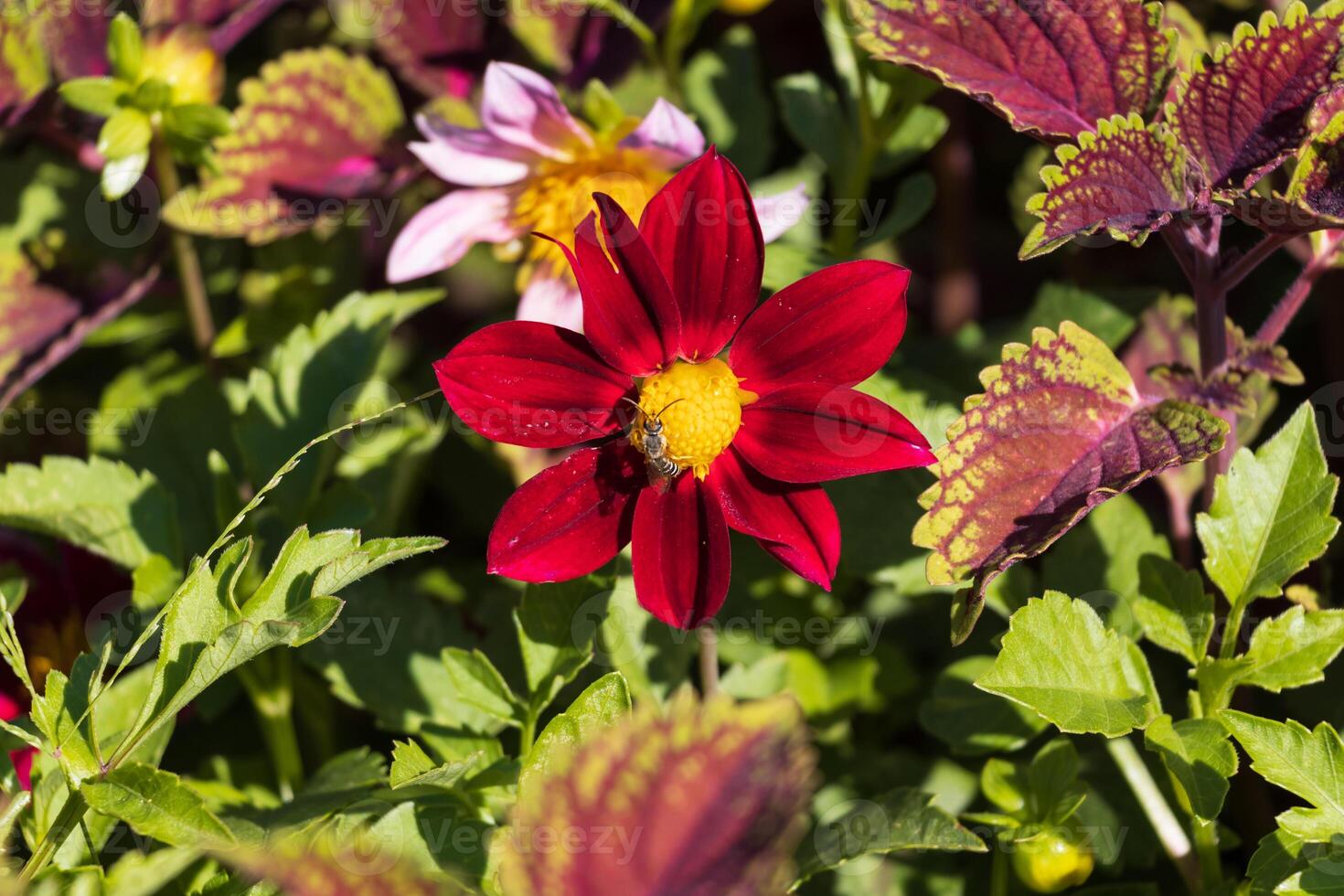 Close-up photo of a red flower with a yellow center and a small insect