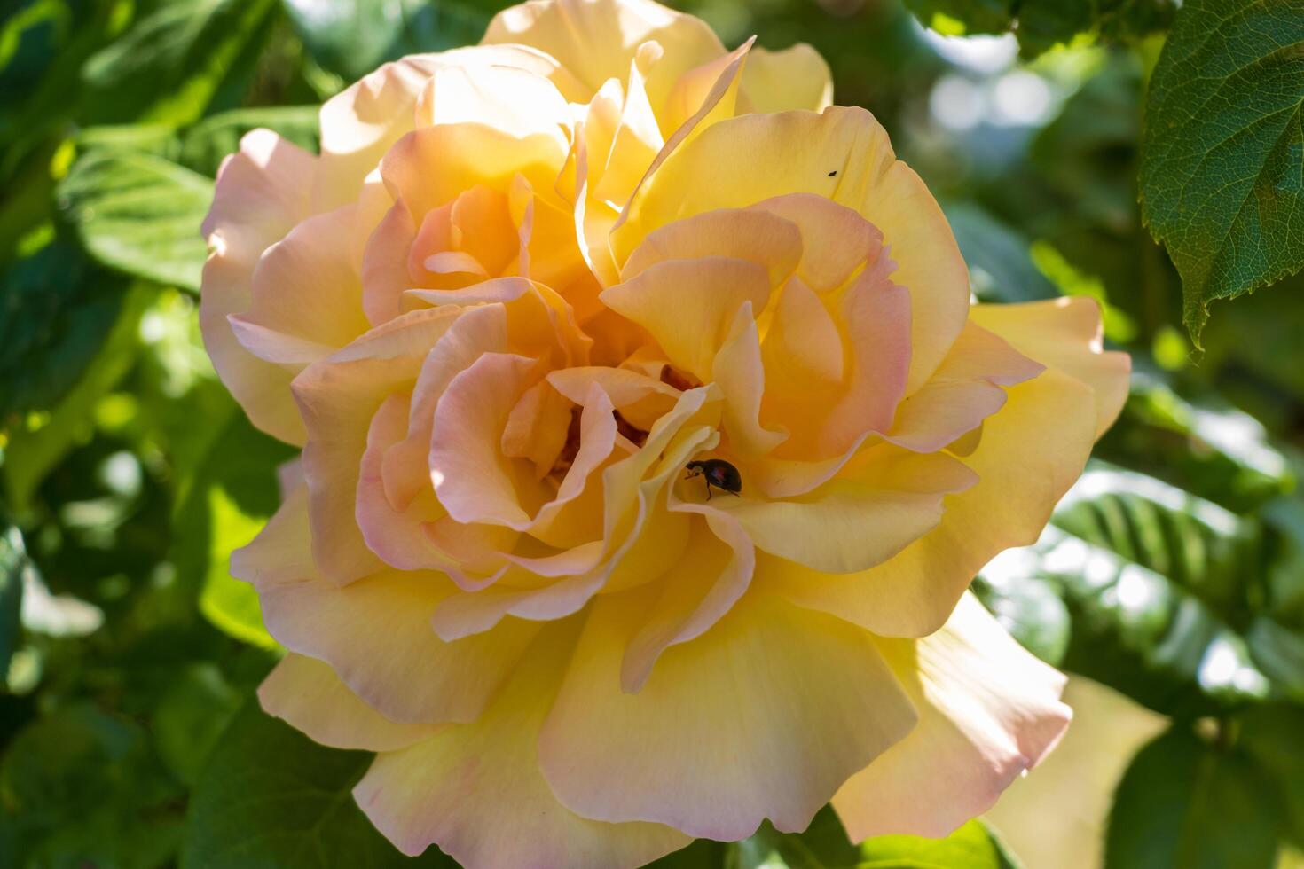 Macro photo of a yellow rose with a ladybug