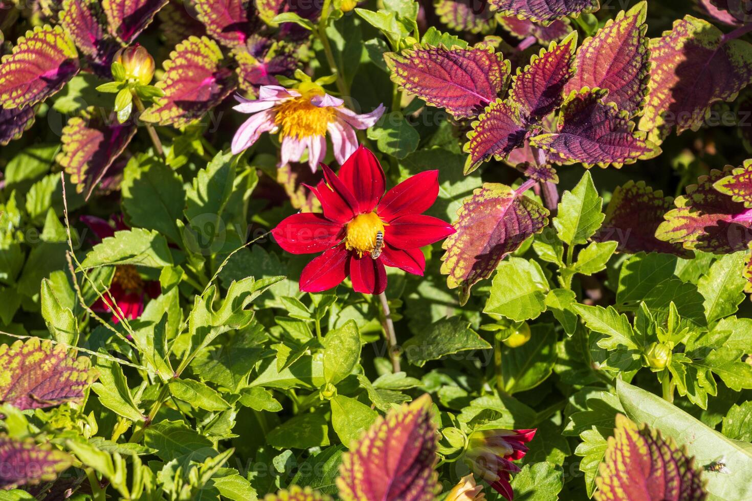 Close-up photo of a red flower with a yellow center and a small insect