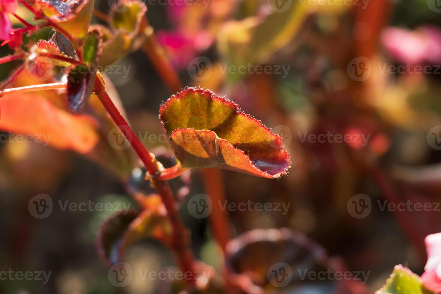 Close-up photo of a leaf with red edges in a garden