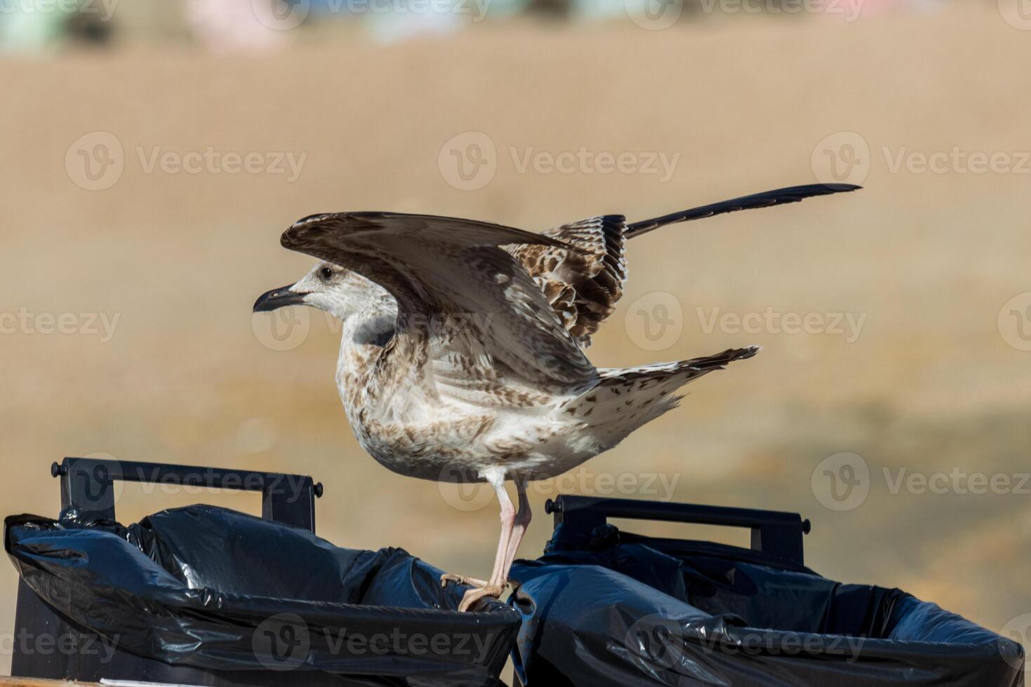 A bird on top of a trash can photo