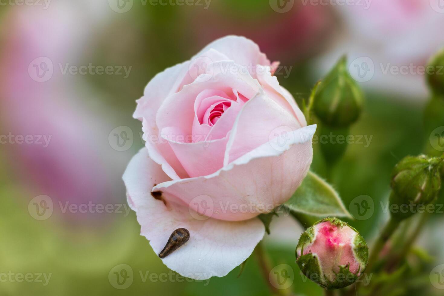 macro photo of a pale pink rose with a small snail