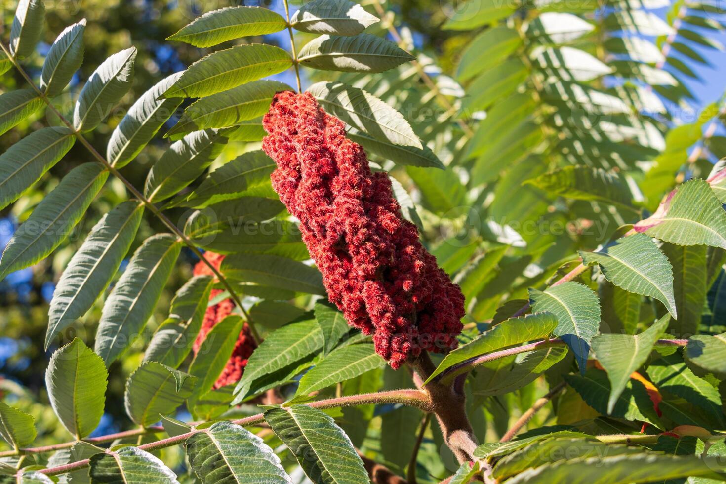 Close up photo of a sumac flower with green leaves in the background