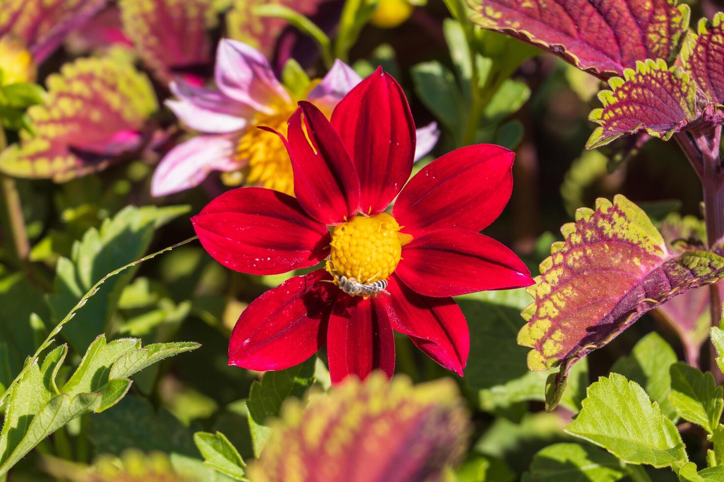 Macro photo of a red flower with a yellow center and a small insect
