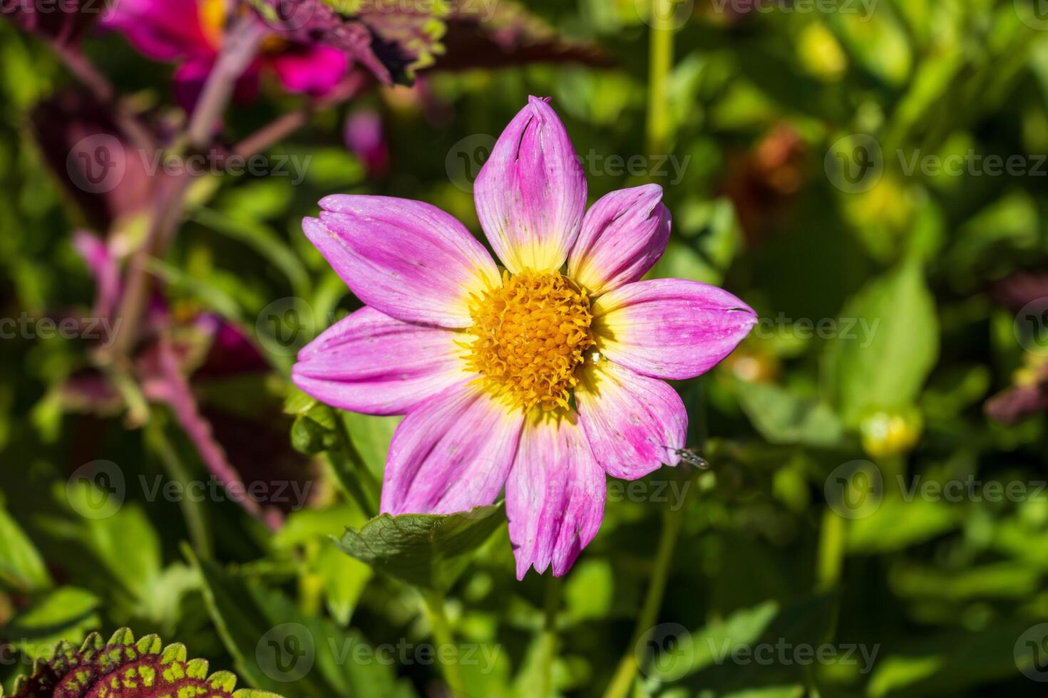 Macro photo of a pink flower with yellow center