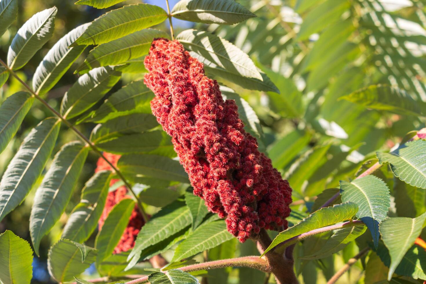 Close up photo of a sumac flower with green leaves in the background