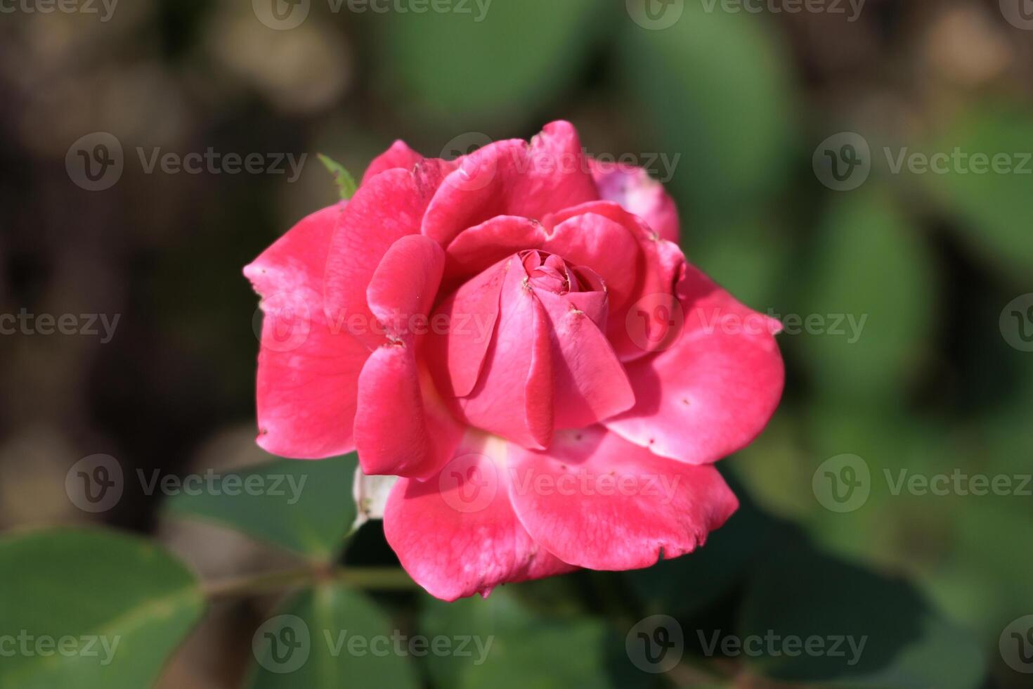 Macro photo of a vibrant red rose in a garden