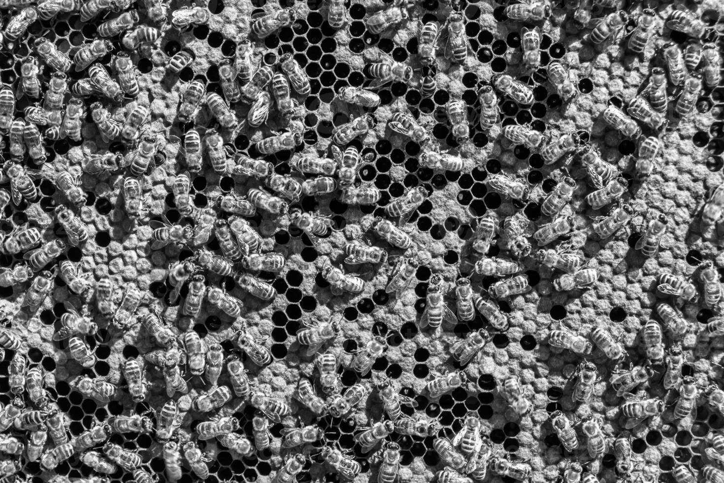 Abstract hexagon structure is honeycomb from bee hive filled photo