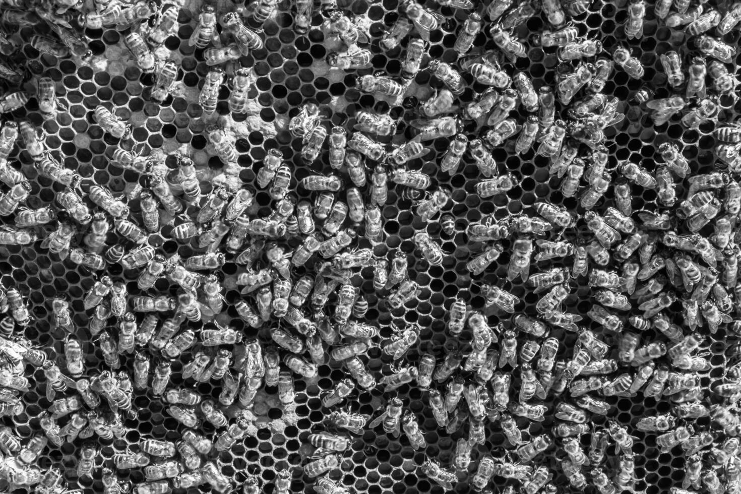 Abstract hexagon structure is honeycomb from bee hive filled photo