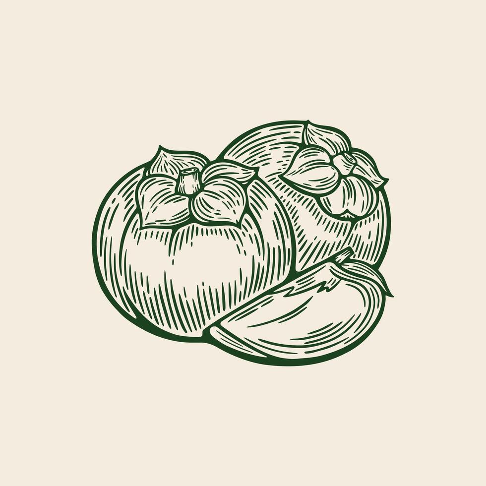Sketch drawing of Persimmon, Persimmon in retro style. vector