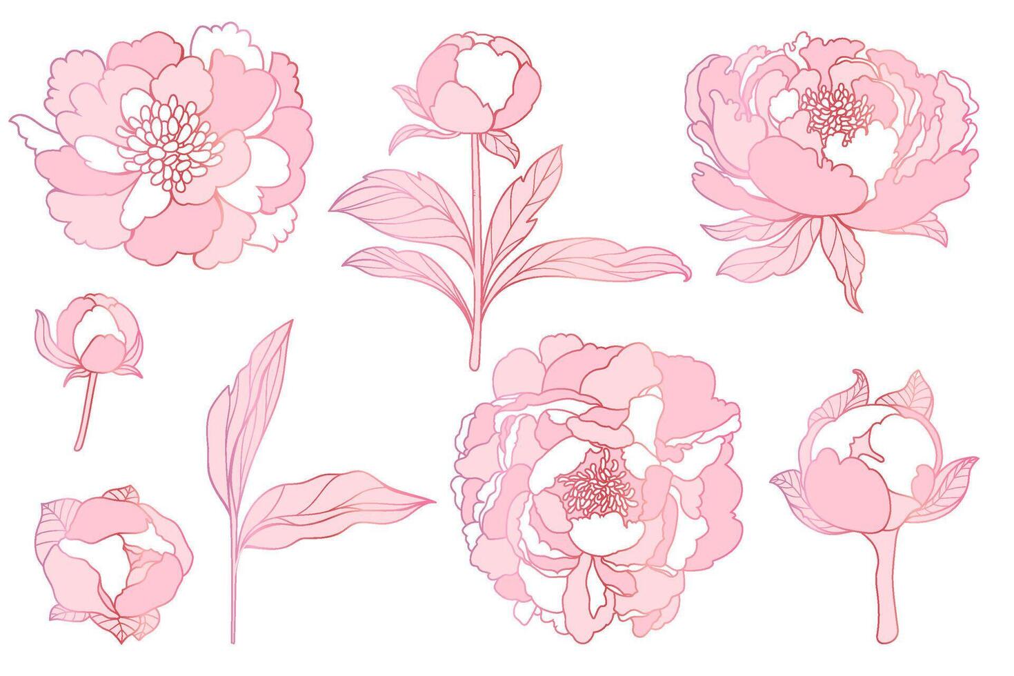 Hand drawn peony flowers, buds, steams and leaves collection perfect for coloring pages. vector
