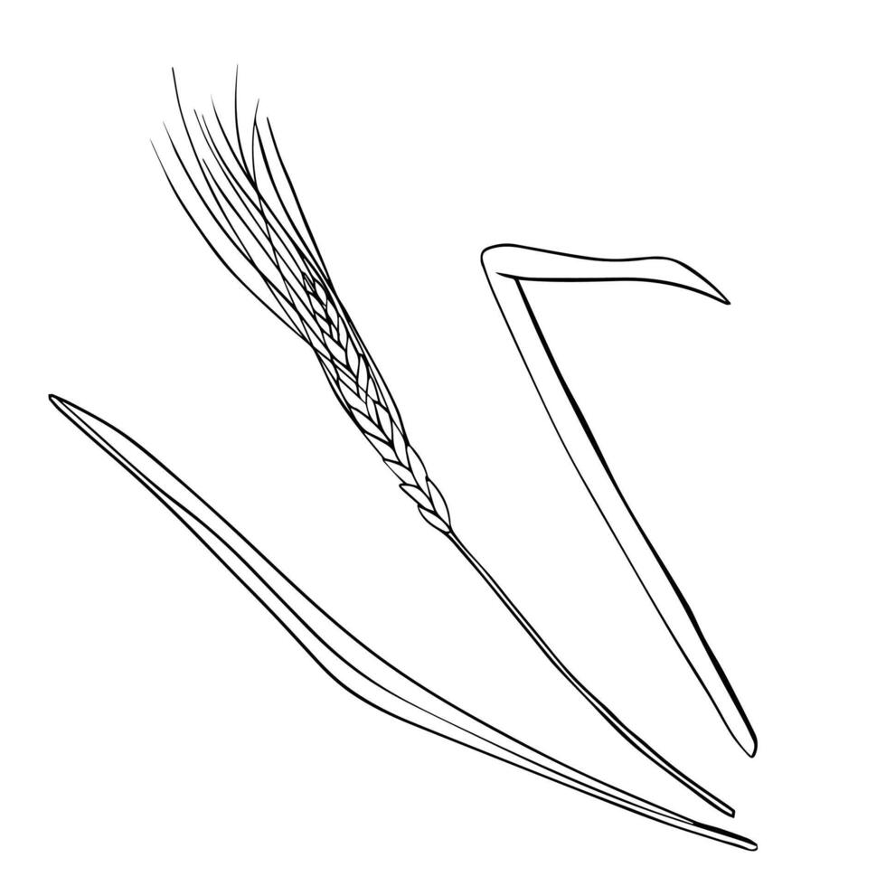 Wheat Ears Sketch on isolated background. Hand drawn illustration ear rye in line art style painted by black inks. Simple contour Sketch for bakery and beer products vector