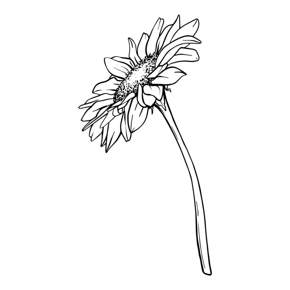 Sunflower flower illustration. Plant drawing in line art style. flower sketch painted by black inks. Graphics hand drawn outline element vector