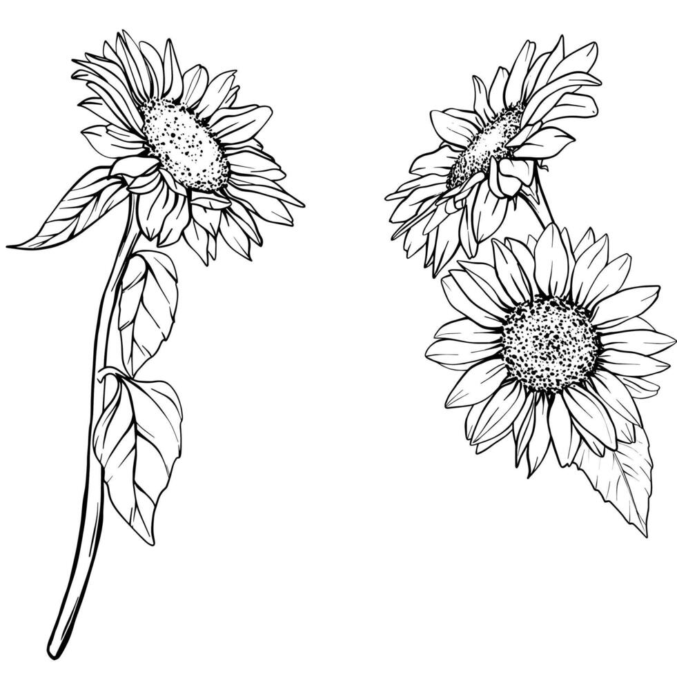 Sunflower Line illustration. Flower arrangement Sunflowers in line art style. Floral Line Art. Botanical sketch painted by black inks. Hand Drawn outline of Bouquet Graphics vector