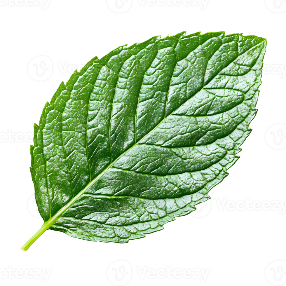 photo of a single mint leaf with textured surface on isolated background png