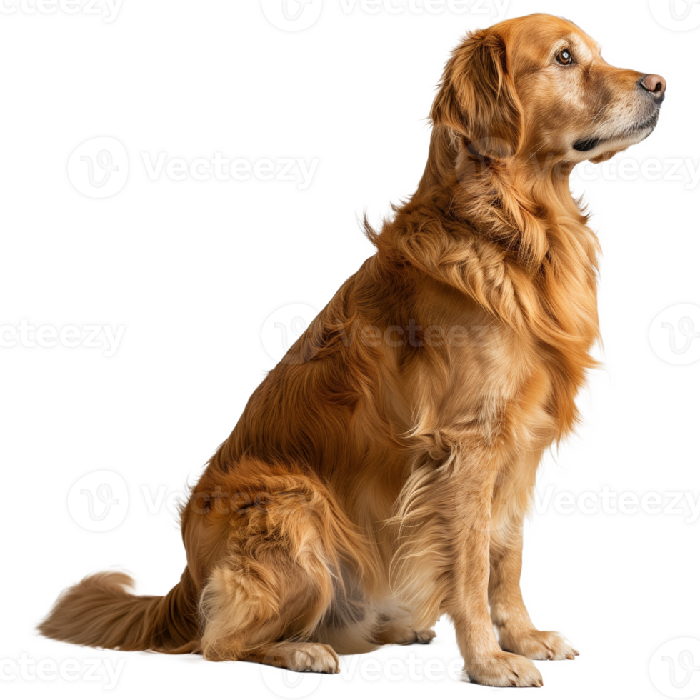 Golden Retriever Sitting and Looking Up on Transparent Background png