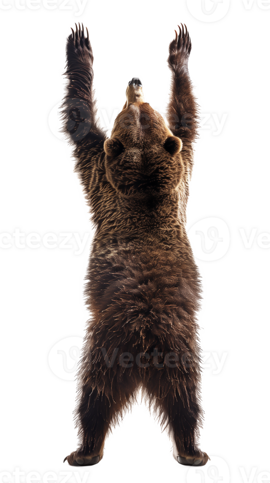 Grizzly Bear Reaching Upward on Transparent Background png