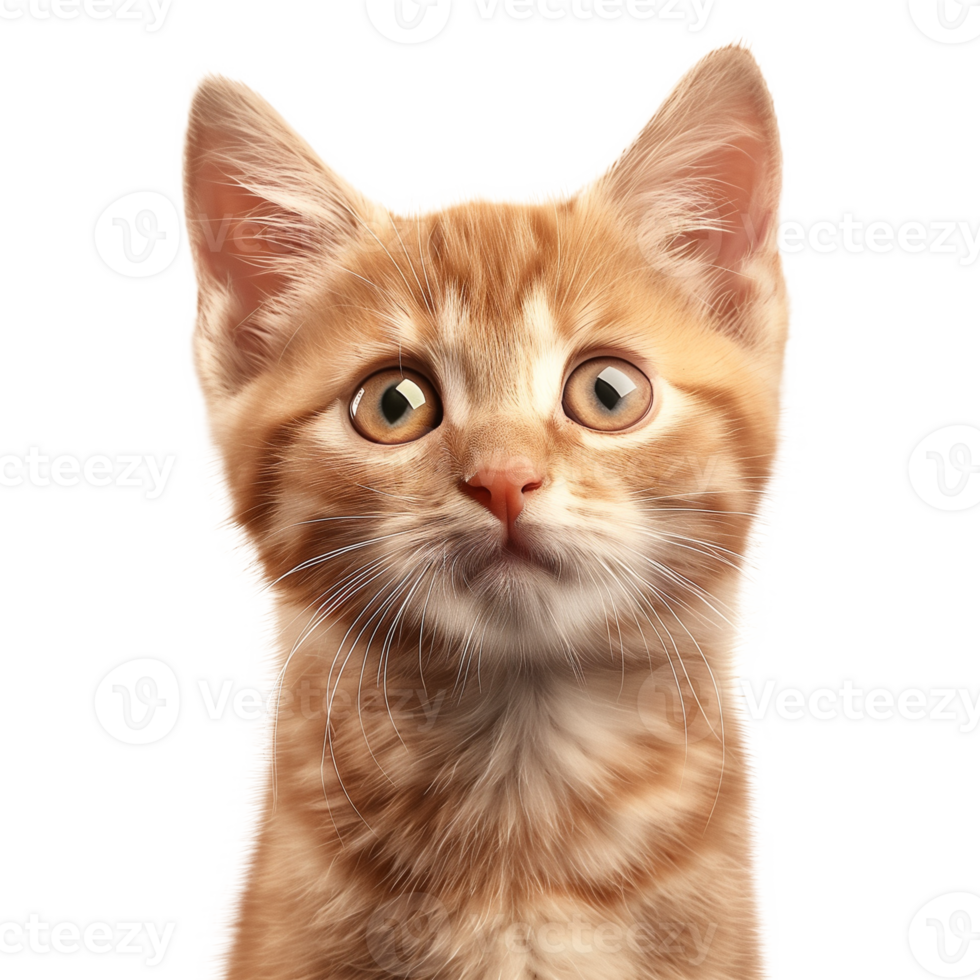 Cute Orange Kitten on a Pure Transparent Background png