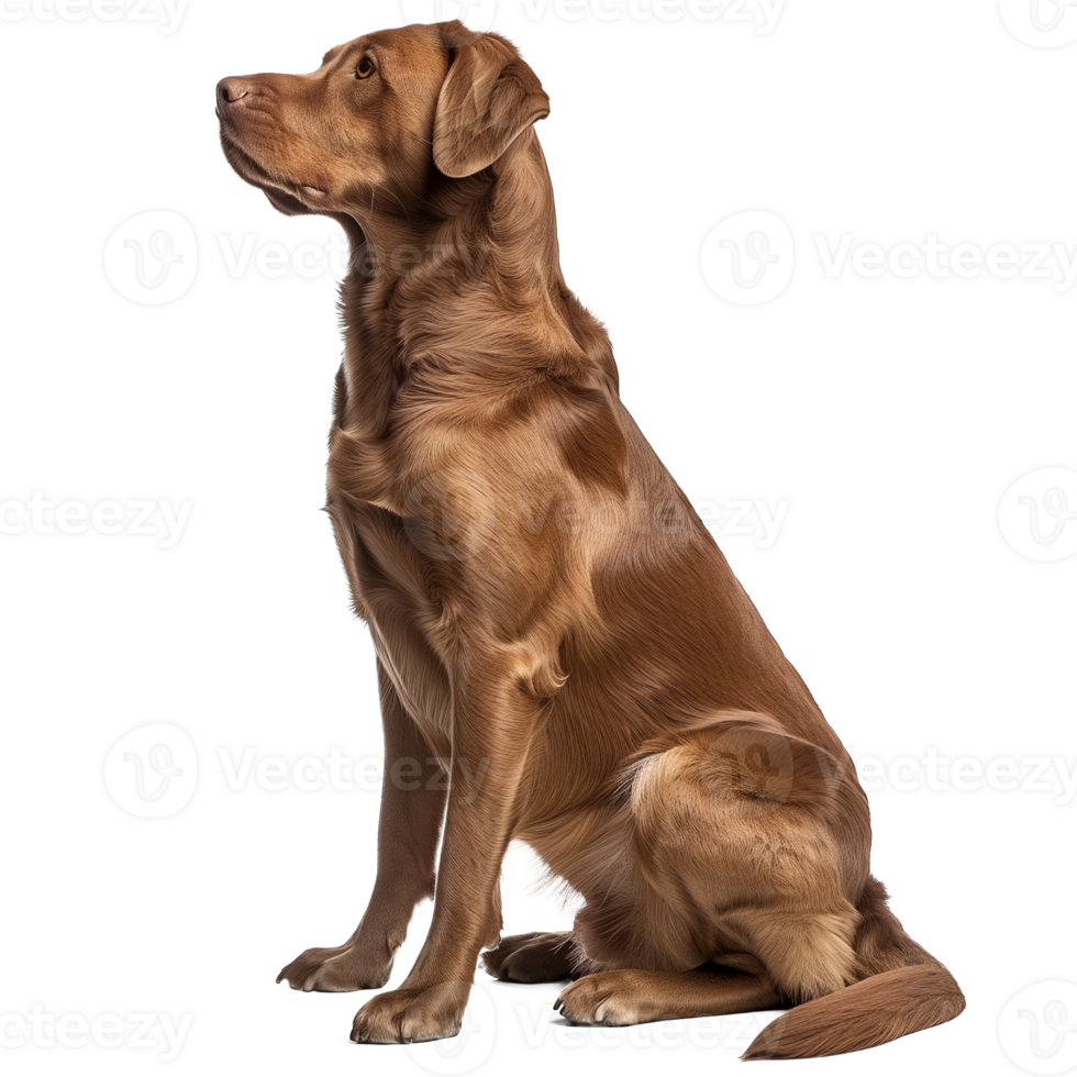 Side View of Sitting Chesapeake Bay Retriever Dog Isolated png