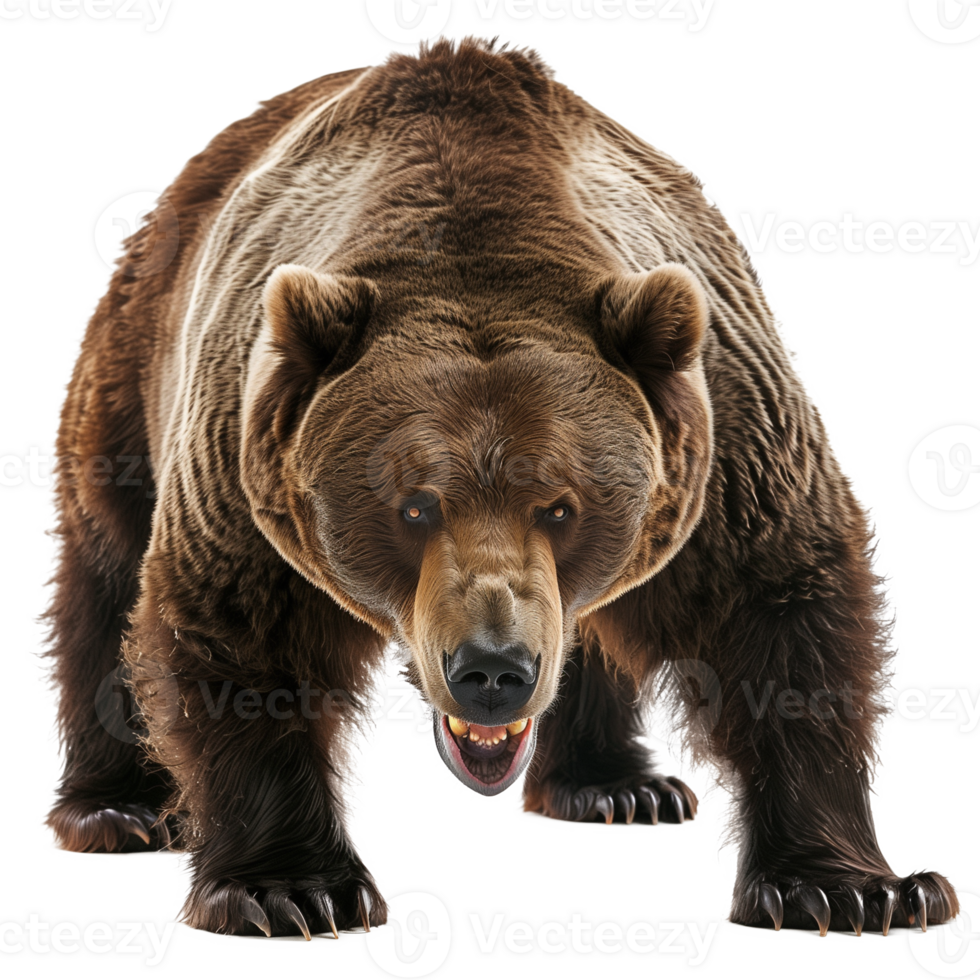 Realistic Angry Brown Bear on Transparent Background png