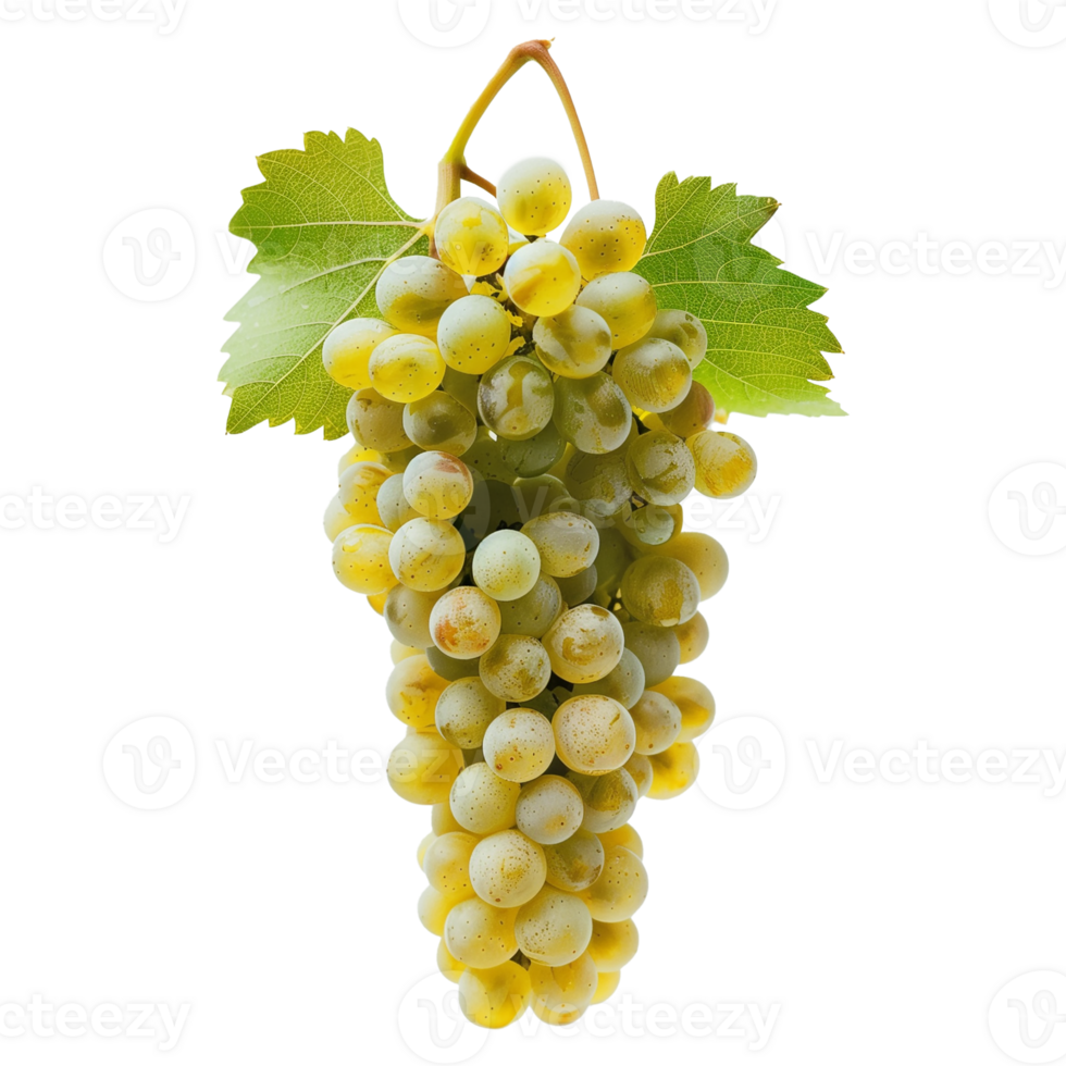 Riesling Grape Cluster on Transparent Background for Wine Production png