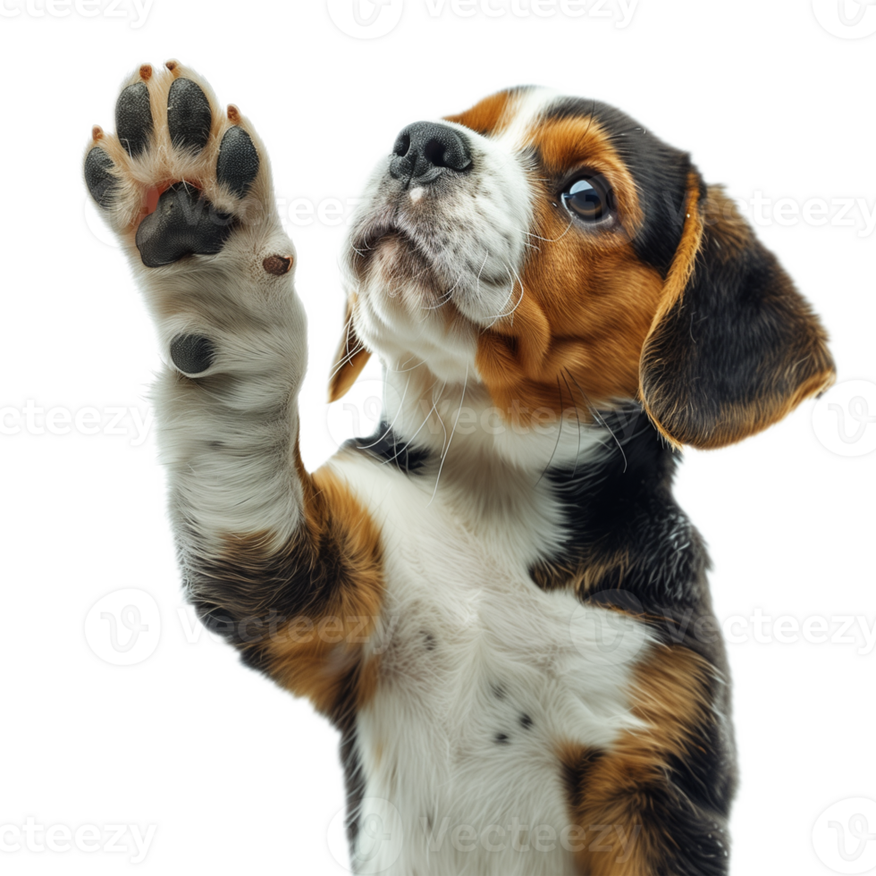 Photorealistic Beagle Puppy Giving High Five On Transparent Background png