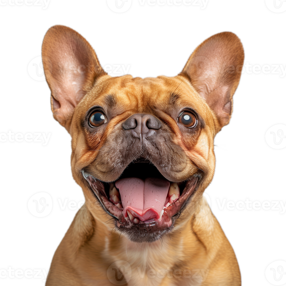 Close-Up of Happy Brown French Bulldog on Transparent Background png