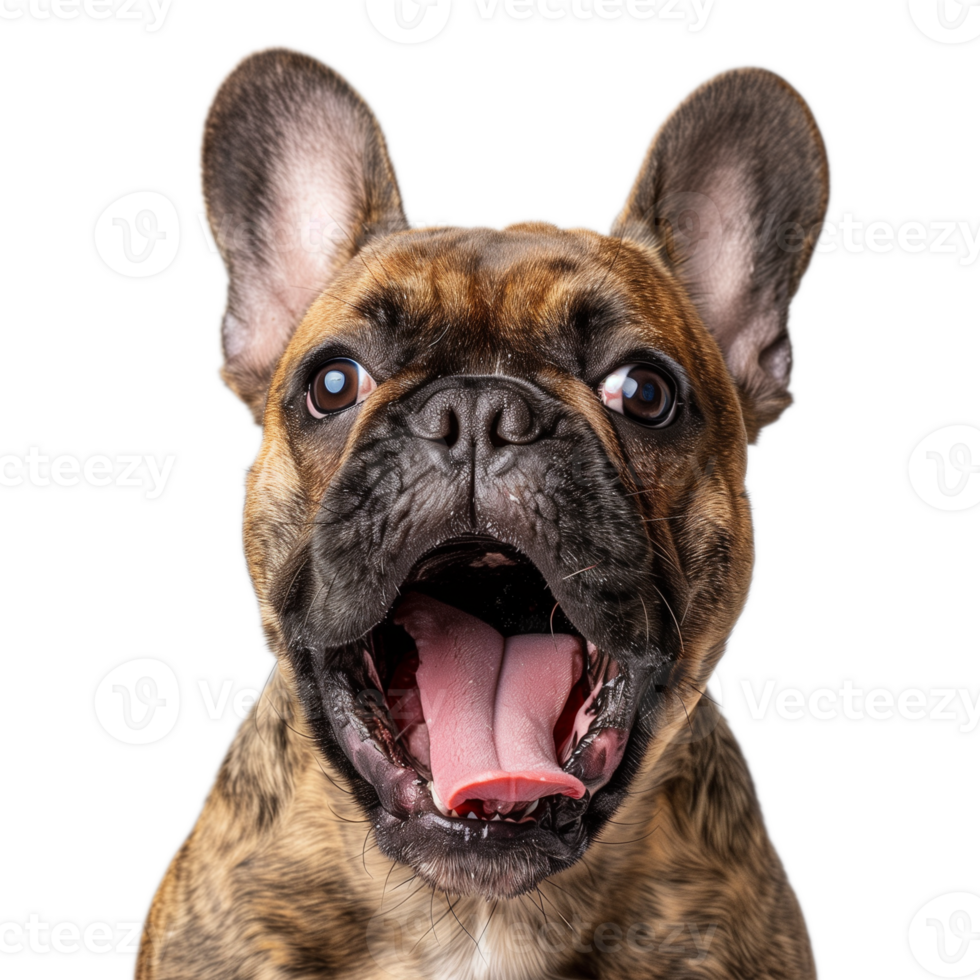 French Bulldog with Open Mouth and Tongue Out png