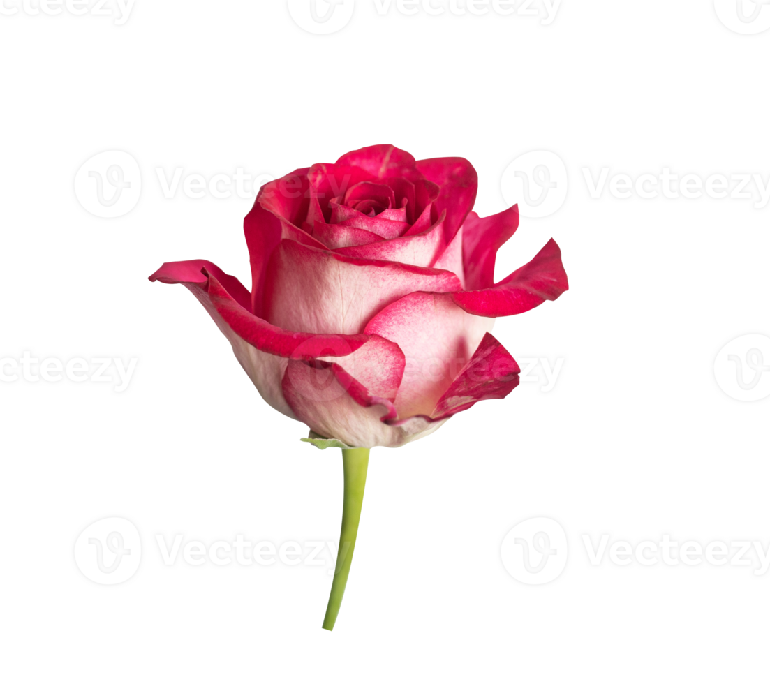 Red rose flower png