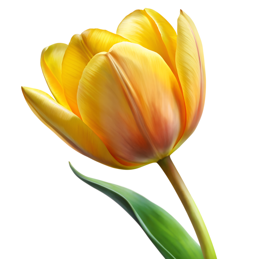 yellow tulip flower in full bloom on clear transparent background png