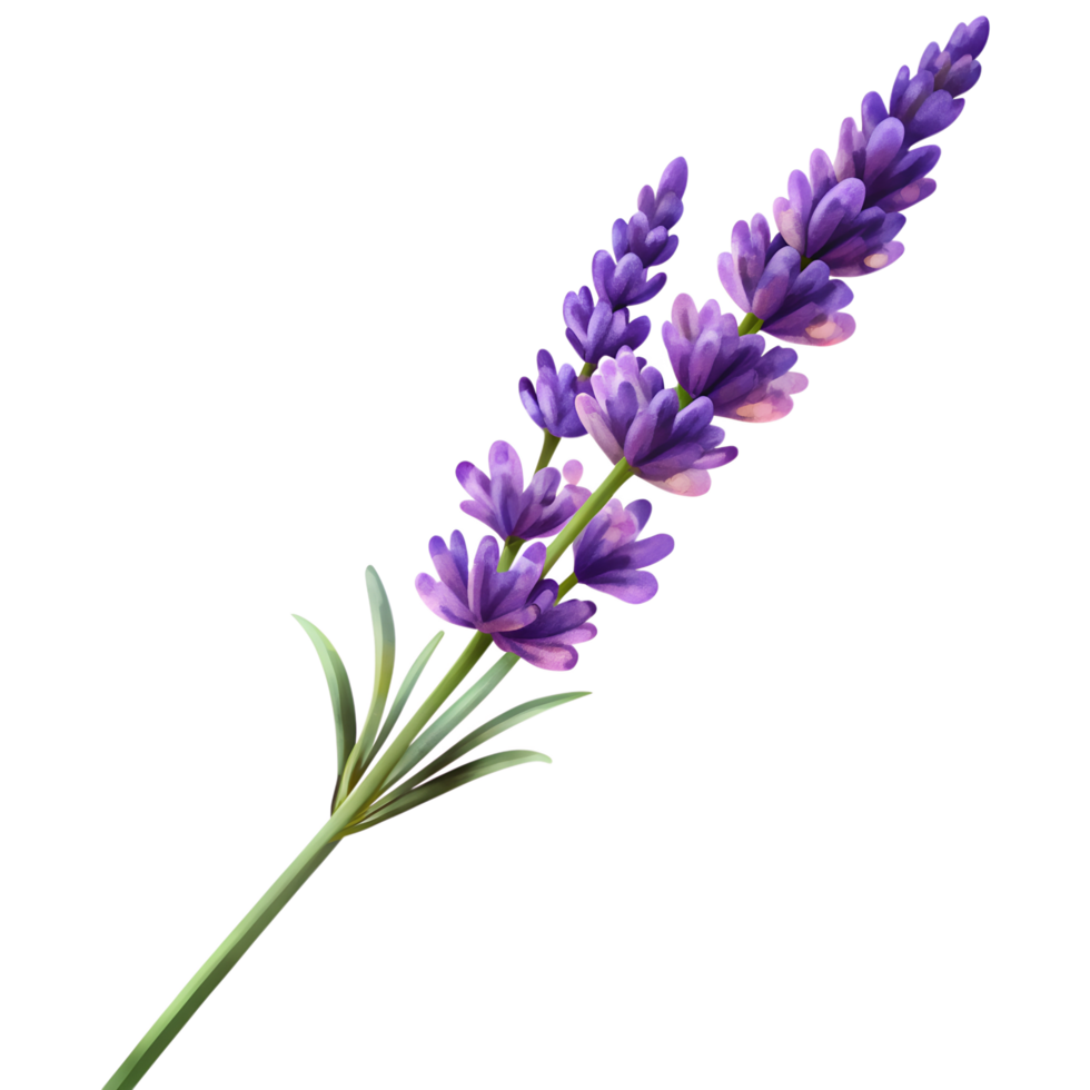 isolated purple lavender stem for design on clear background png