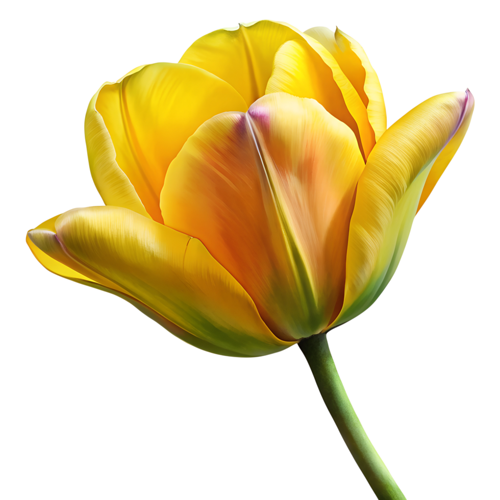 vibrant yellow tulip in full bloom transparent background png