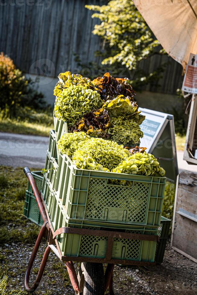lettuce salad in box on a wheelbarrow in gardening photo