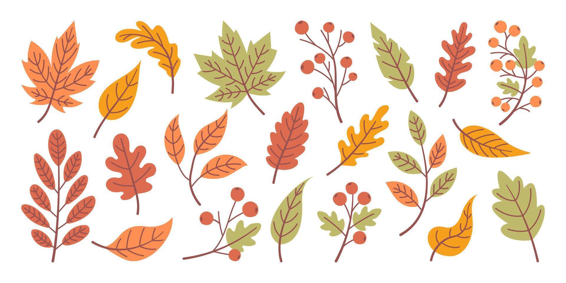 Hand Drawn Autumn Leaves Set vector