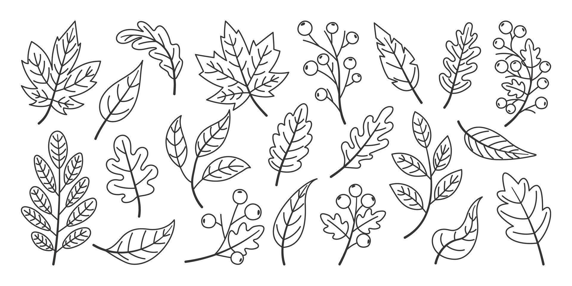 Set of autumn leaves, fallen leaves, hand drawn, line art style vector