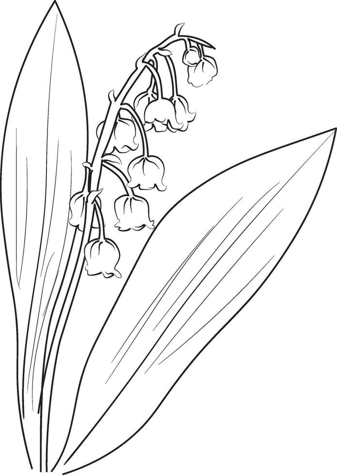 Hand drawn beautiful lily of the valley flower bouquets, iris flower line drawing. lily of the Valley art, lily of the Valley flower drawing vector