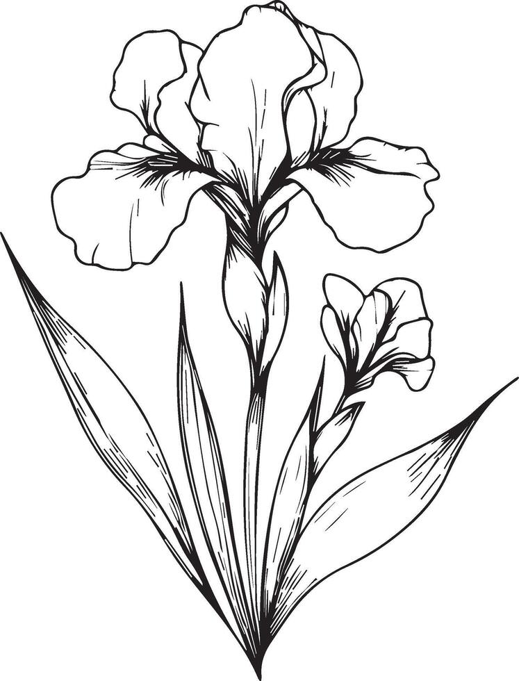 Simple flower coloring pages, Coloring pages for adults, hand drawing flower sketch art of iris flower, iris flower coloring pages flower line art illustration vector