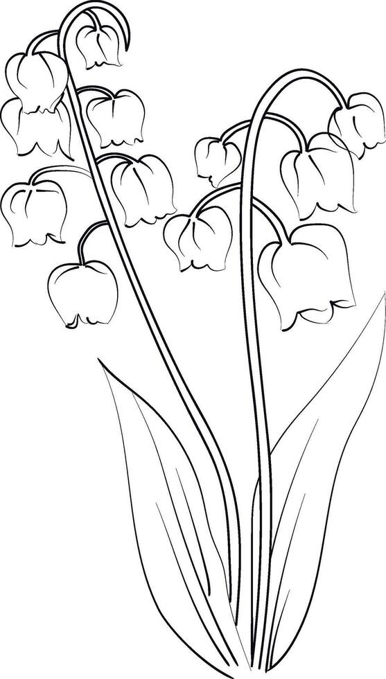 Hand-drawn beautiful lily of the valley flower bouquets, iris flower line drawing. lily of the Valley art, Lily of the Valley Flower Drawing vector