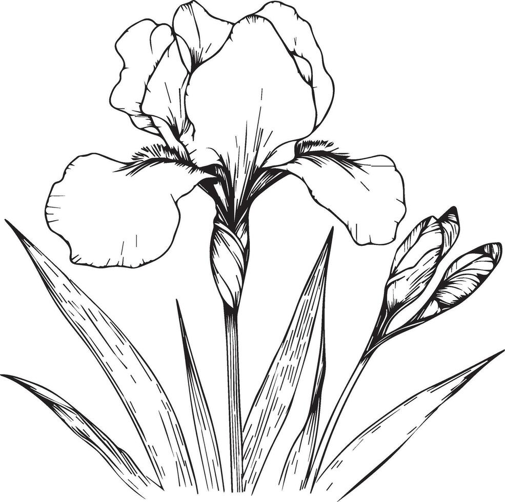 Iris flowers illustration coloring page, simplicity, Embellishment, monochrome art, Outline print with blossom iris flowers, iris bouquet leaves vector