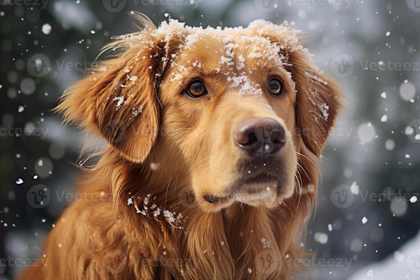 Close-up of a golden retriever with snowflakes on its fur, looking gently at the camera photo