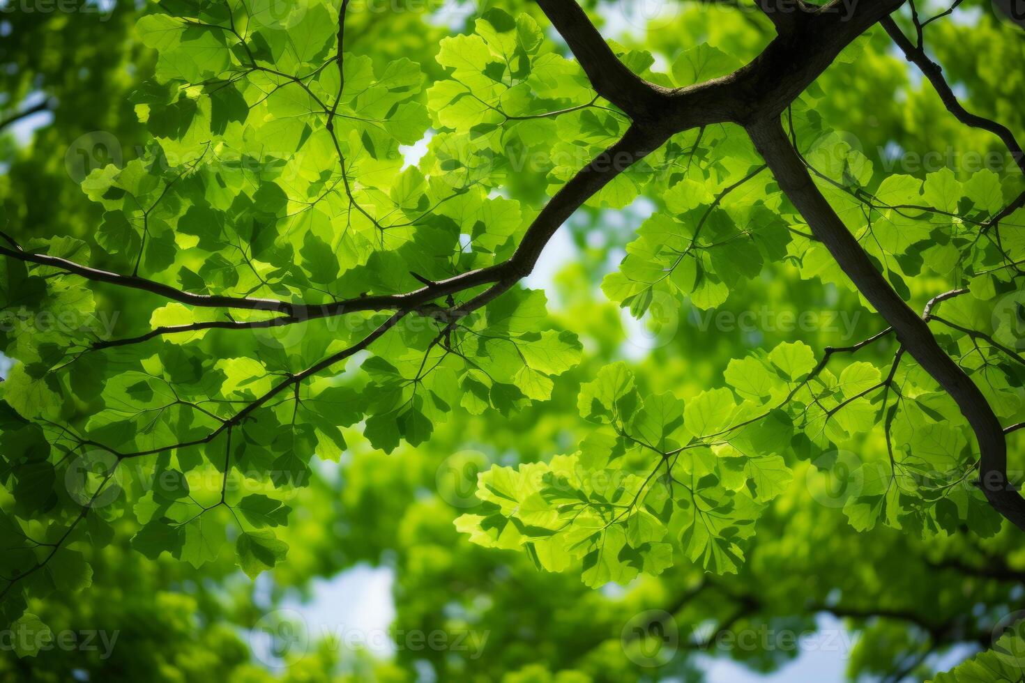 Fresh green canopy of spring leaves photo