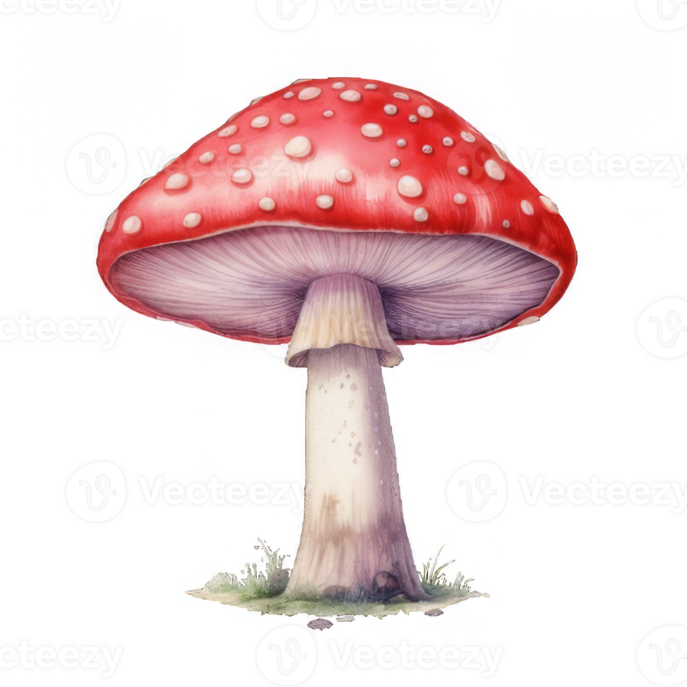 Watercolor Illustration of a Red and White Spotted Mushroom png