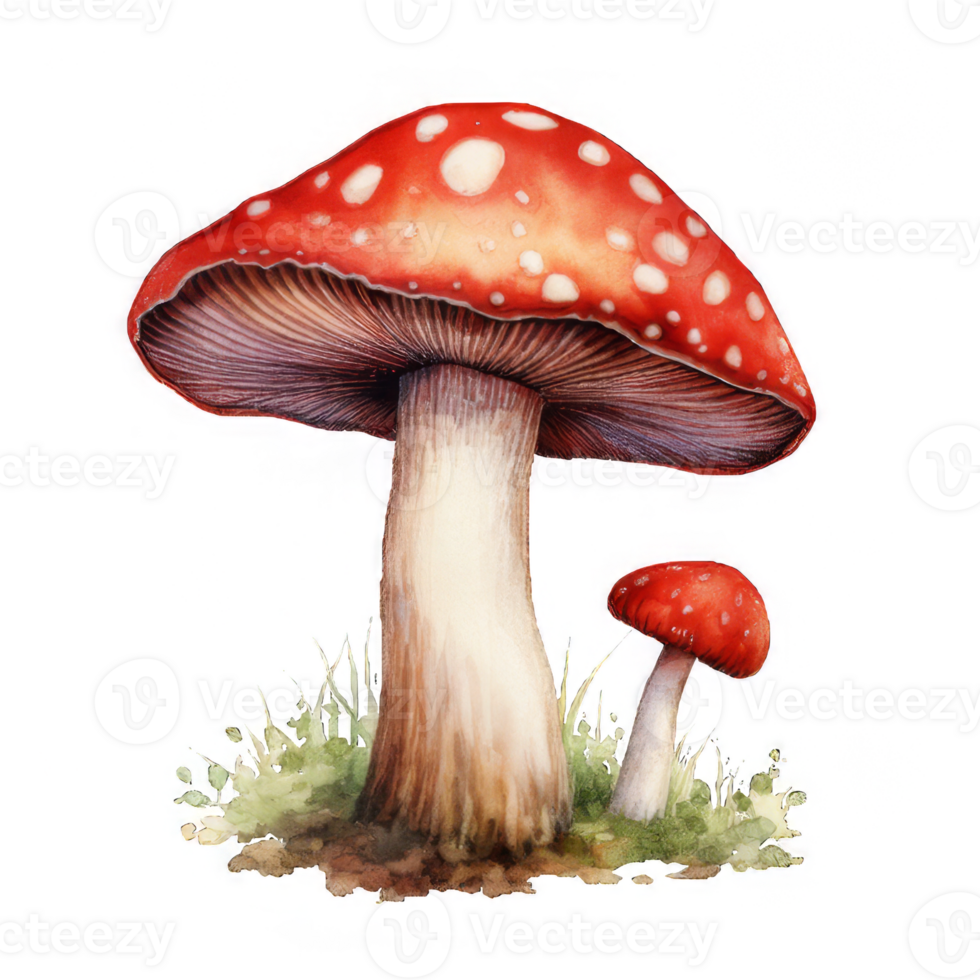 Watercolor Illustration of Two Red Mushrooms with White Spots png
