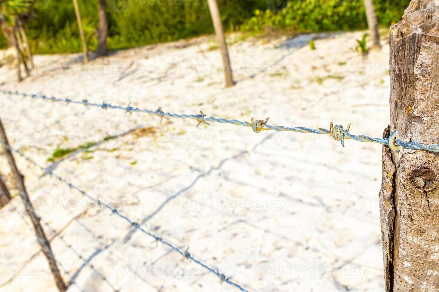 naturaleza tropical selva bloqueado arriba detrás de madera mordaz cable cerca. foto