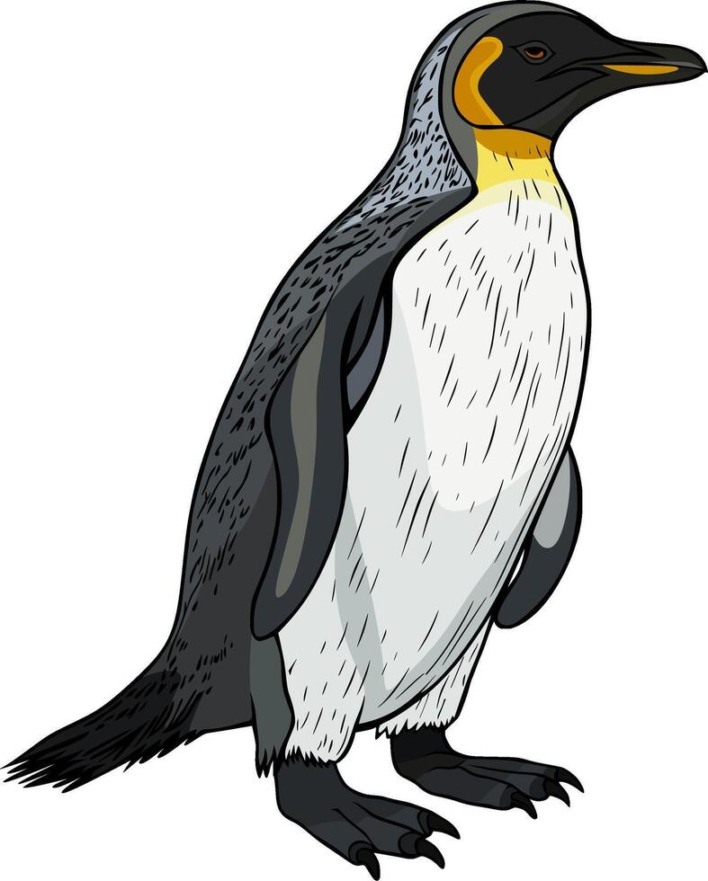 penguin colored wild animal illustration vector