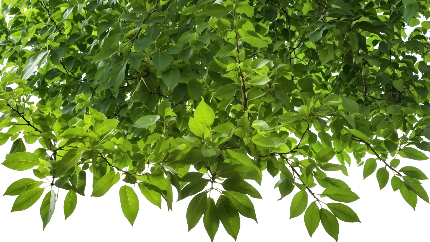 a branch of a plant with green leaves and a transparent background png