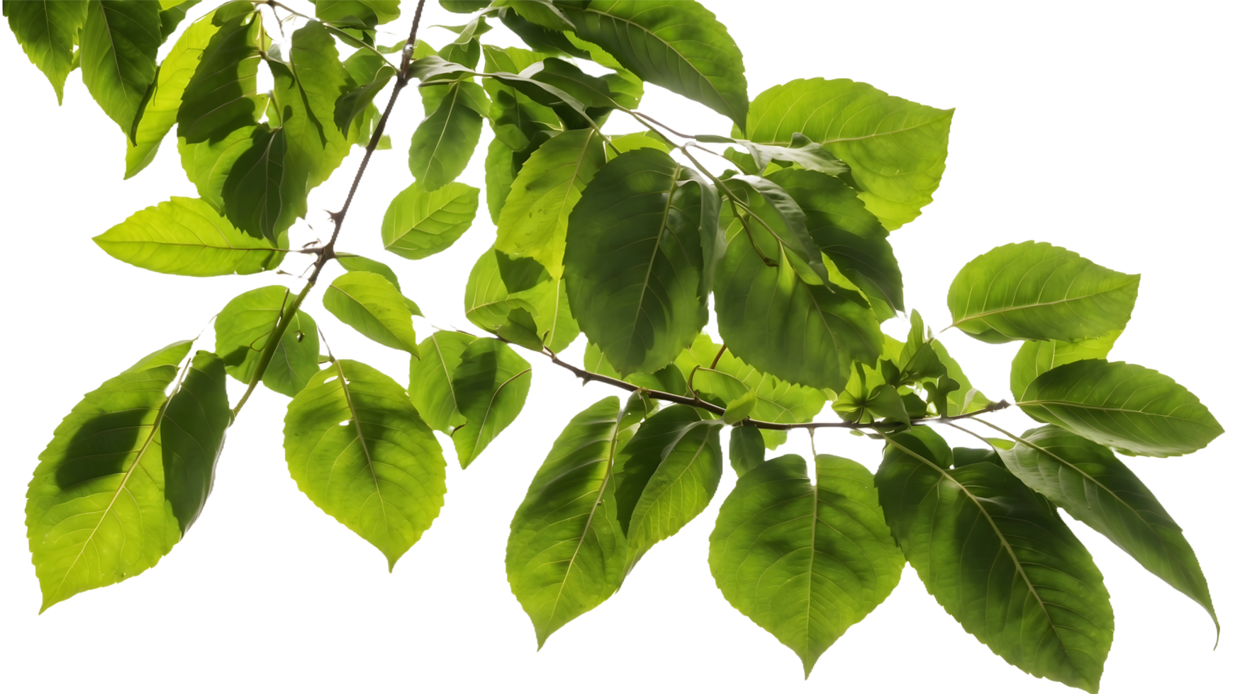 Green Leaves Flourishing on a Sunlit Tree Branch Branch of a Tree Isolated on a Transparent Background for Environmental Graphics png