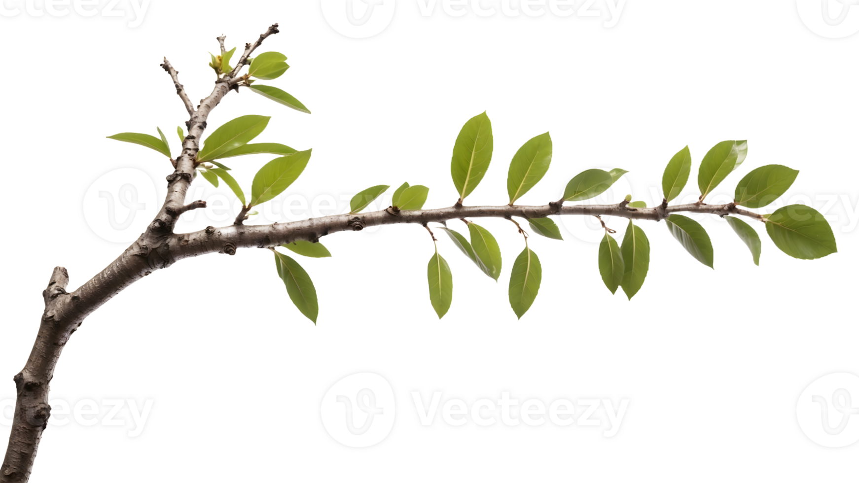 branch of a tree with green leaves on a transparent background. png